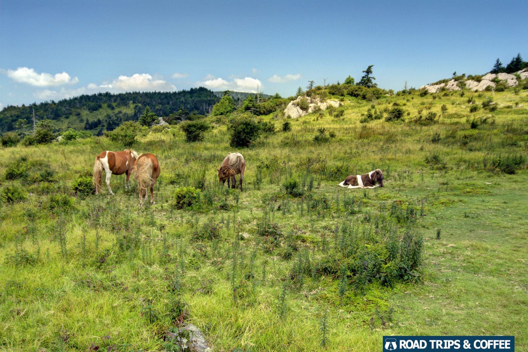 Four wild ponies graze and sleep in a lush green field on the Appalachian Trail near Grayson Highlands State Park in Virginia