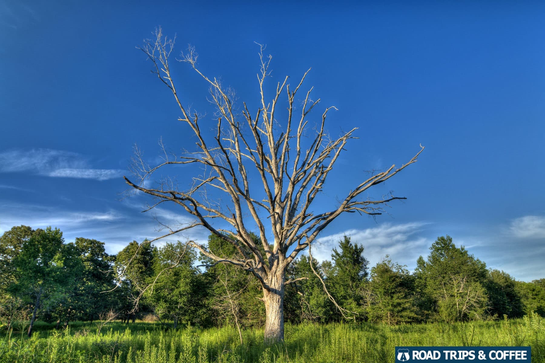 An enormous deadwood tree standing in a lush green field beneath a deep blue sky in the Elk & Bison Prairie in Land Between the Lakes National Recreation Area