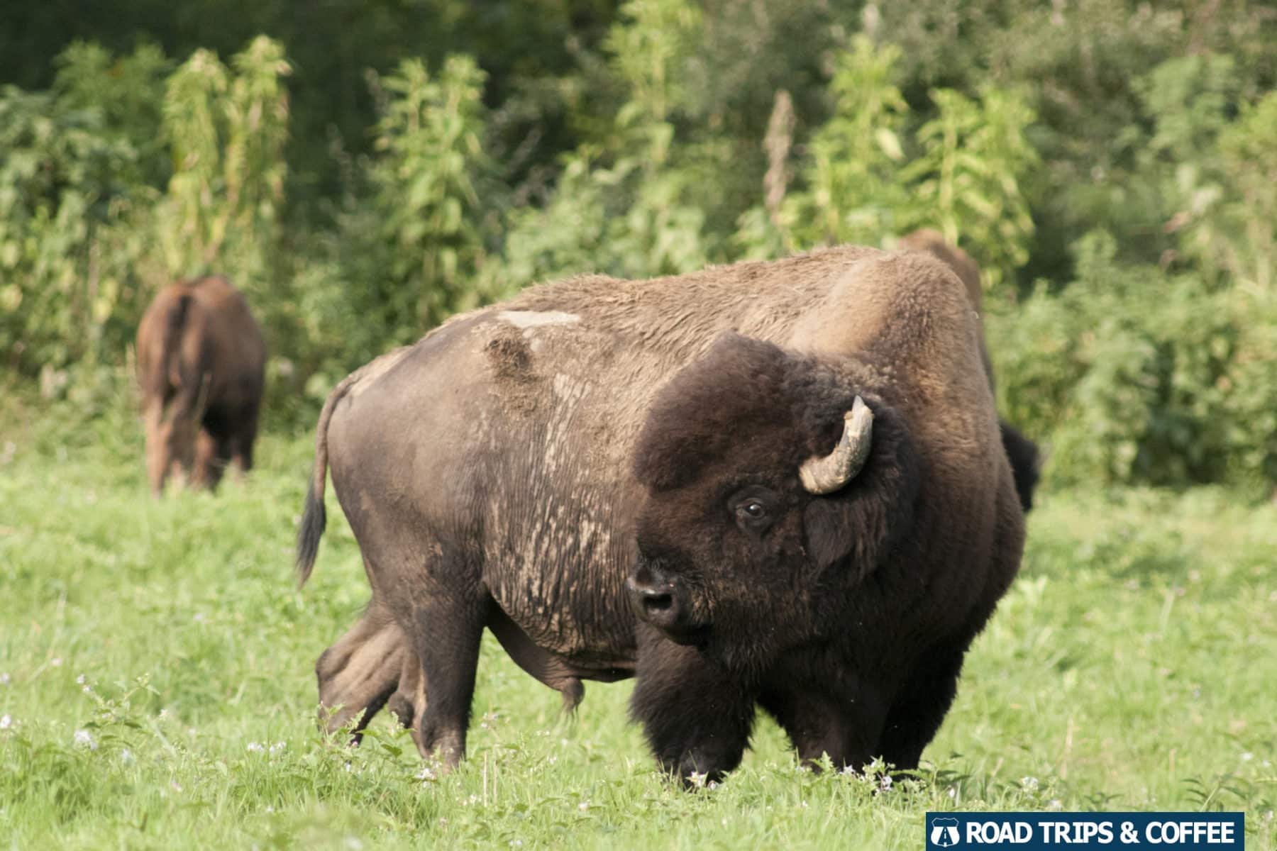 A large bison stands in a grassy field at the Elk & Bison Prairie in Land Between the Lakes National Recreation Area