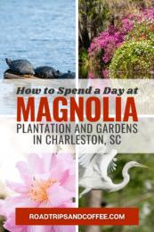 magnolia plantation visit