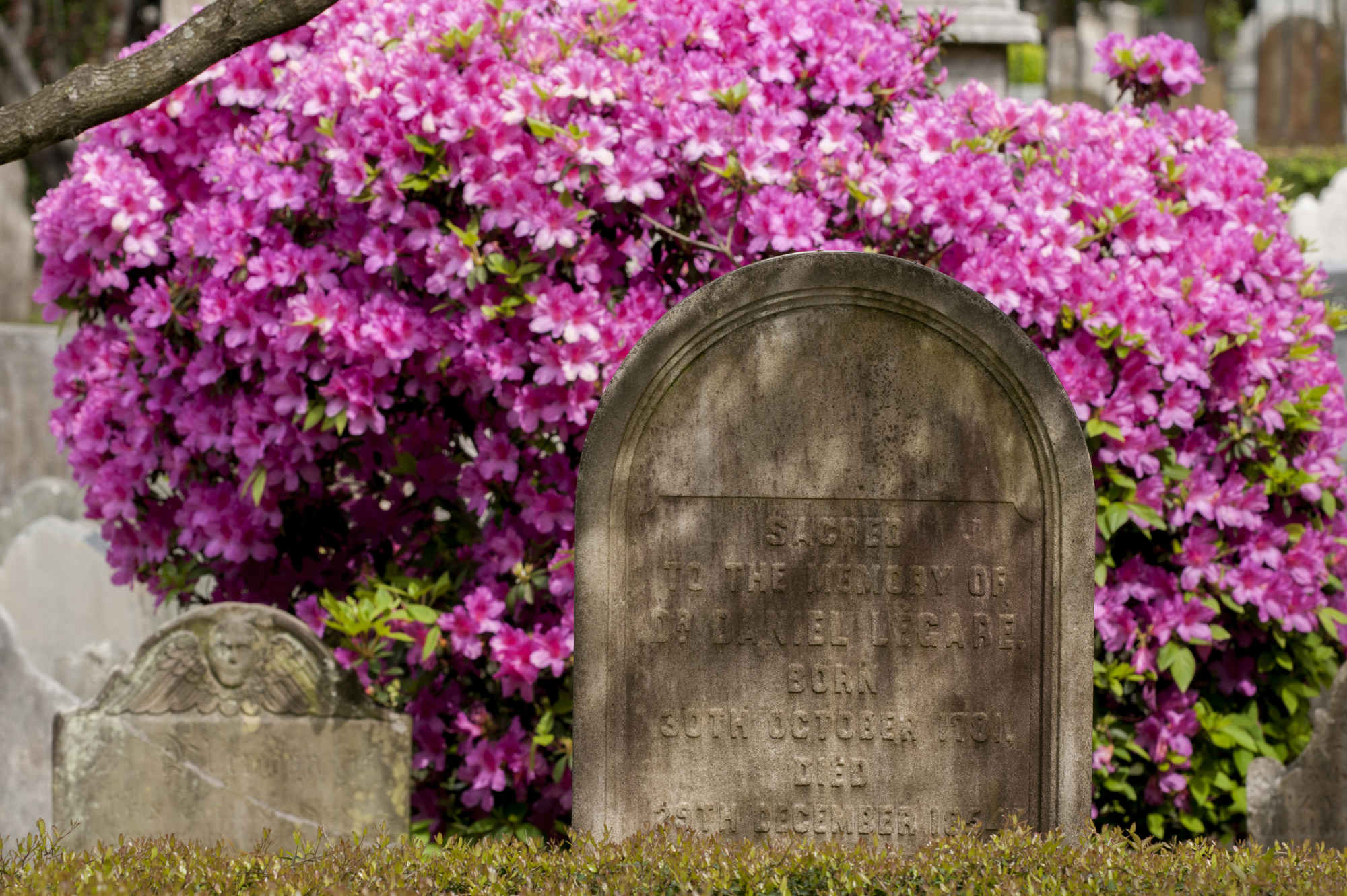 Pink blooms cover a bush behind a tombstone in Charleston, South Carolina.