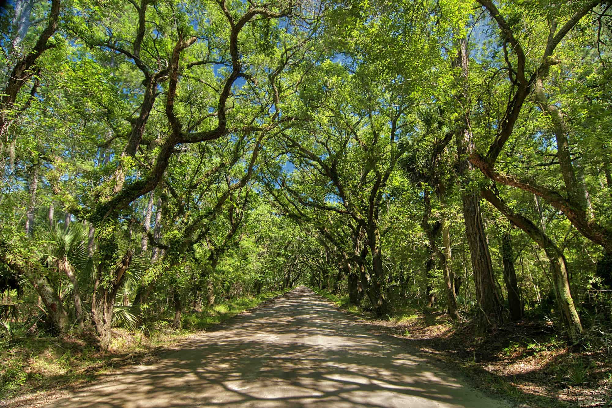 A straight dirt road passes beneath a canopy of green leaves created by oak trees at Botany Bay in South Carolina.