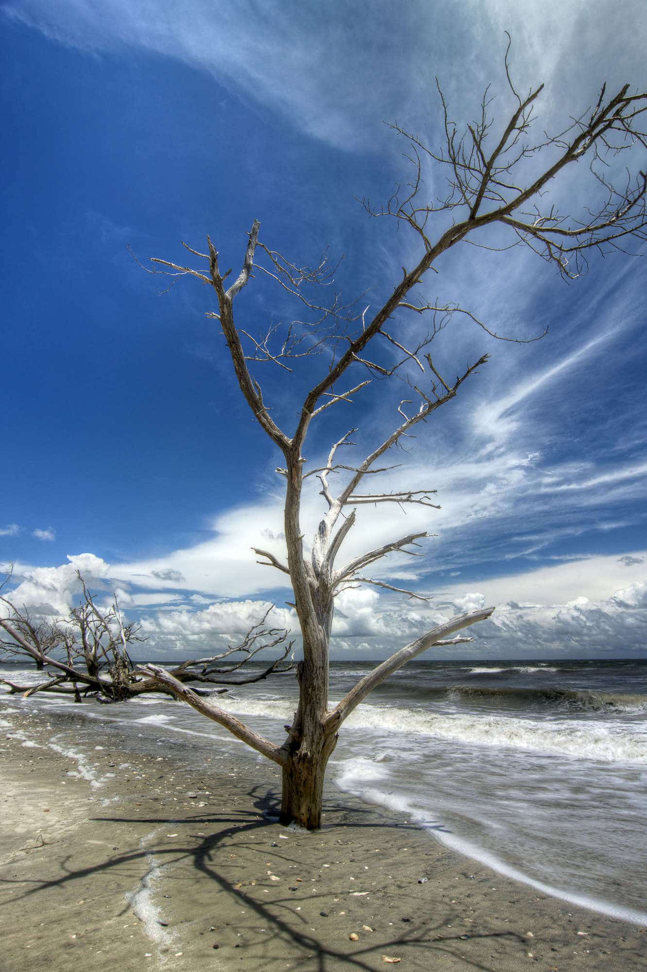 Several deadwood trees stand along the sandy beach at Botany Bay in South Carolina.