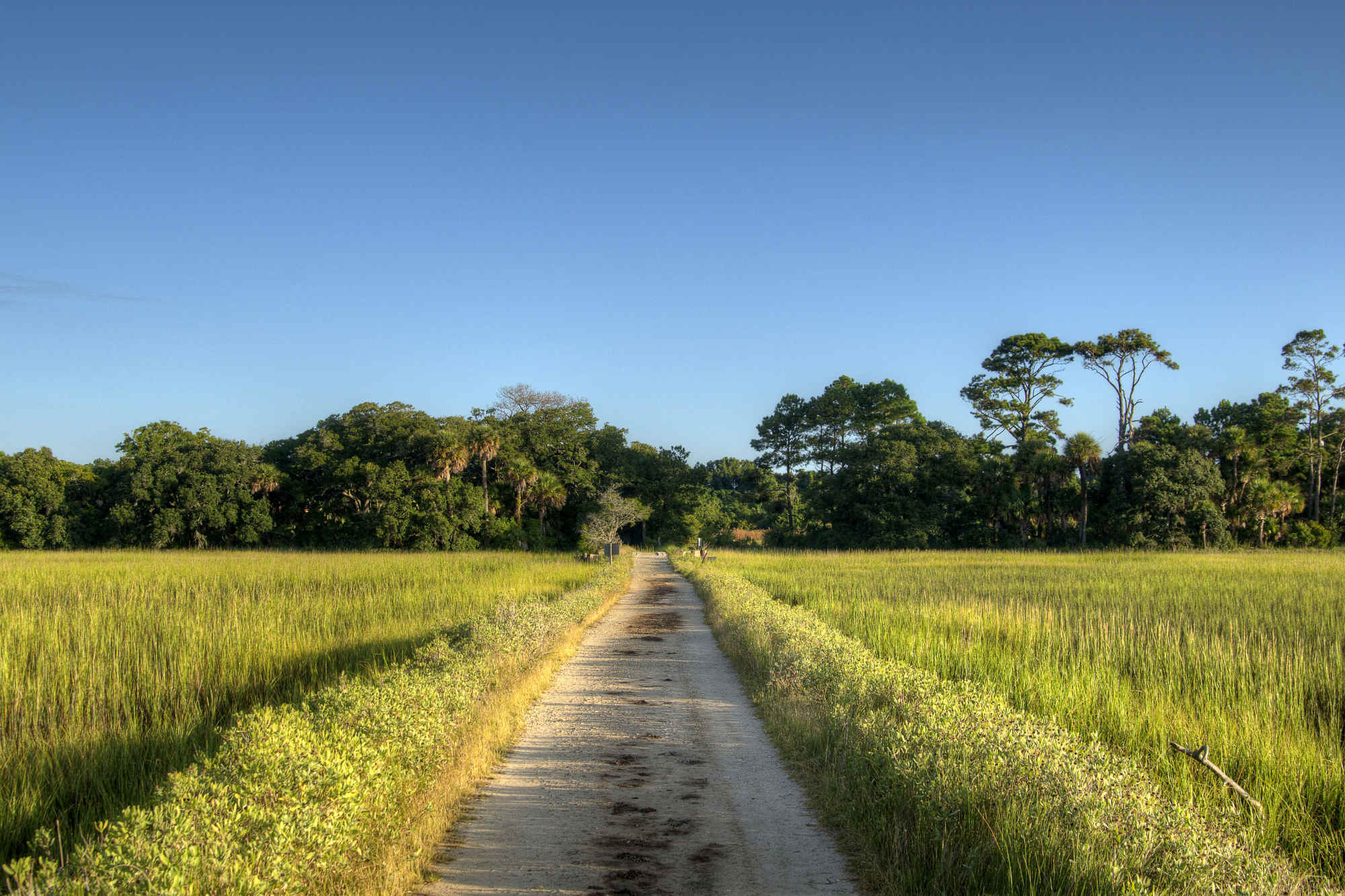 A long, straight path between wavy seagrass heading toward a grove on an island at Botany Bay in South Carolina.