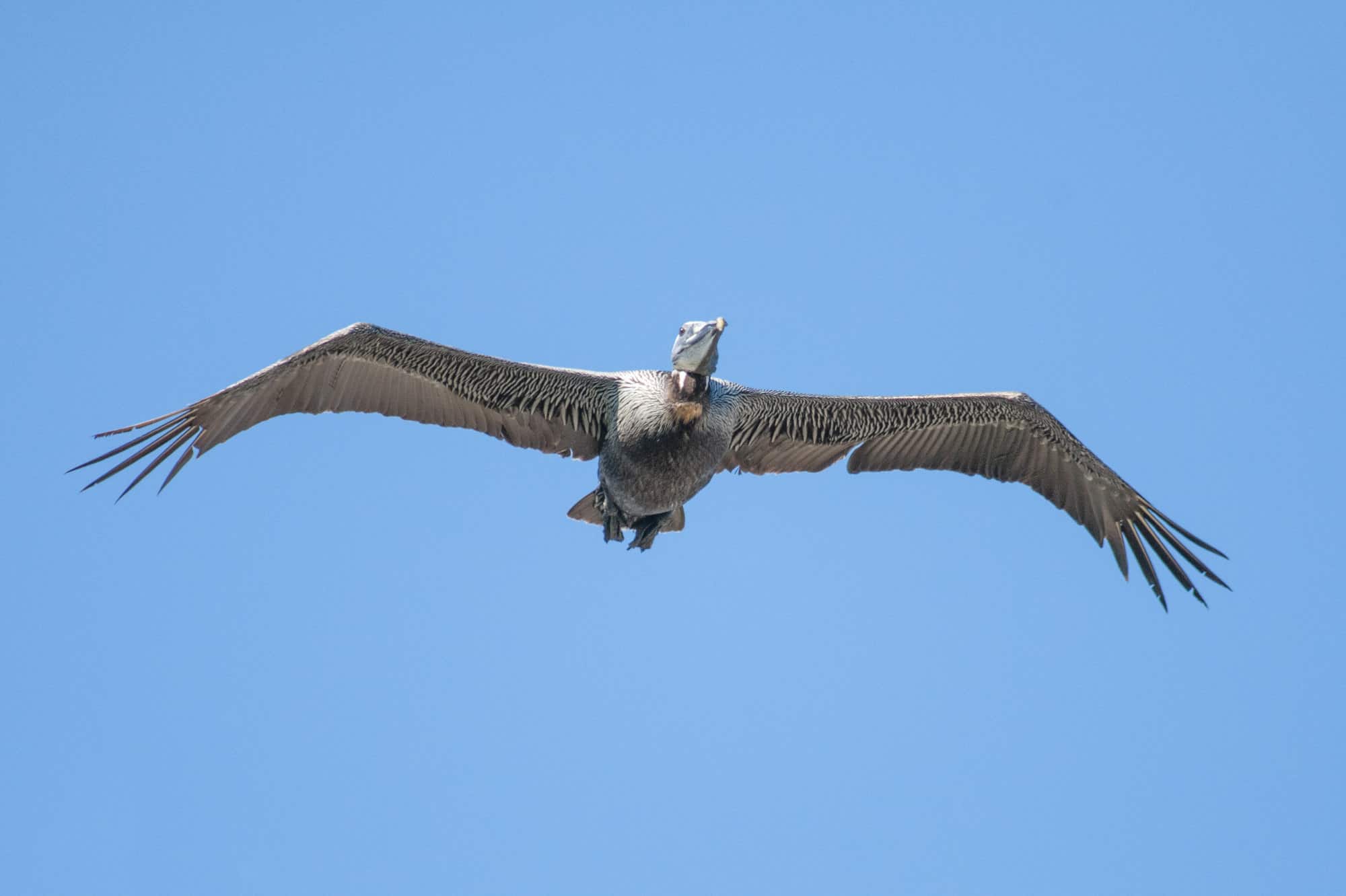 A brown pelican flies overhead with a deep blue, cloudless sky at Botany Bay in South Carolina.