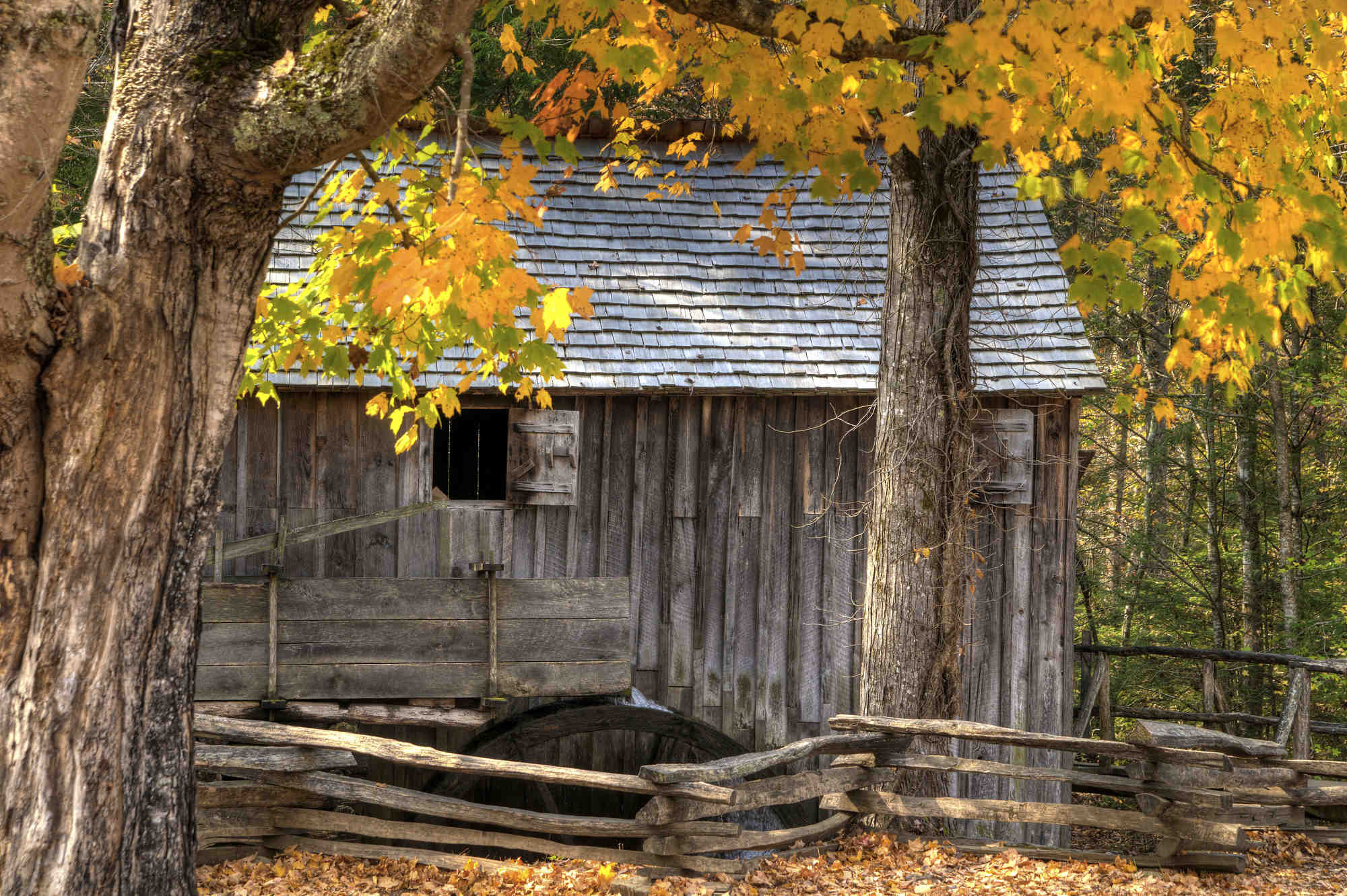 Vibrant yellow leaves surround the age-worn Cable Mill in Cades Cove in Great Smoky Mountains National Park.
